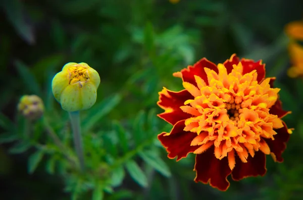 Μακροεντολή από το marigold λουλούδι στο μεγάλο κοντινό πλάνο. — Φωτογραφία Αρχείου