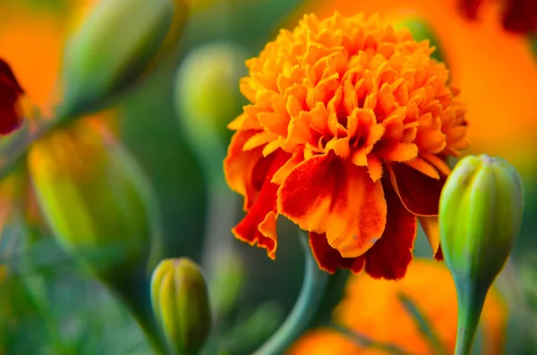 Macro di fiore di calendula in grande primo piano . — Foto Stock