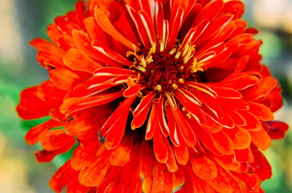 Red flower of Youth-and-age, Zinnia elegans, macro — Stock Photo, Image