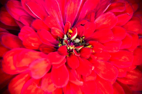 Flor vermelha de Juventude-e-idade, Zinnia elegans, macro — Fotografia de Stock