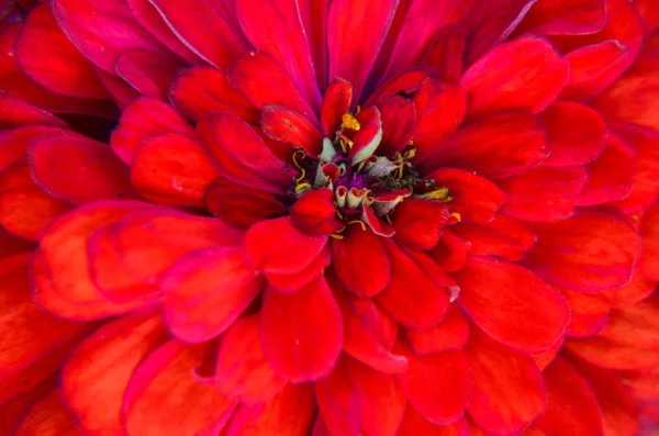 Червона квітка молодого віку, цинія елегантні, макро — стокове фото
