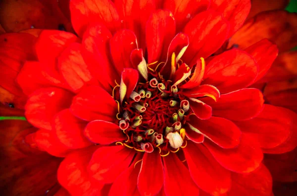 Κόκκινο λουλούδι της νεολαίας-και ηλικίας, Zinnia elegans, macro — Φωτογραφία Αρχείου