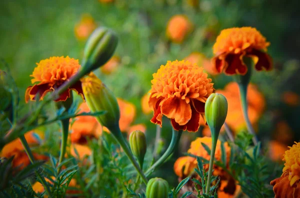 Laranja brilhante e calêndulas amarelas no jardim — Fotografia de Stock