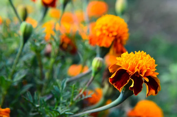 Laranja brilhante e calêndulas amarelas no jardim — Fotografia de Stock