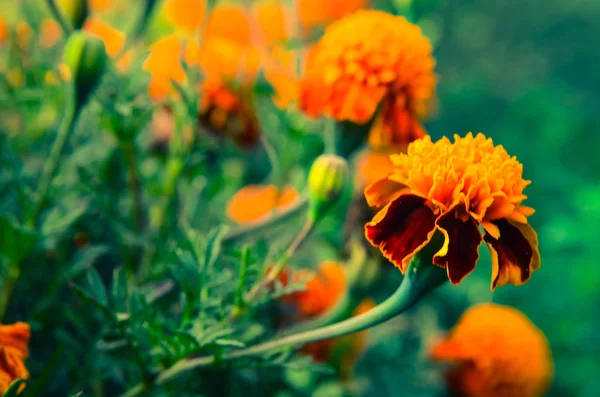 Zářivě oranžové a žluté měsíčky Garden — Stock fotografie