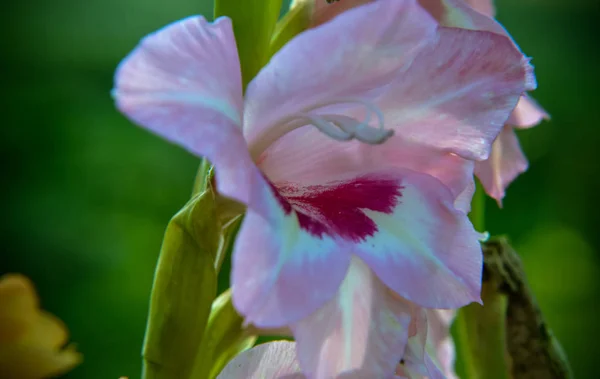 Närbild av Gladiolus blomma — Stockfoto