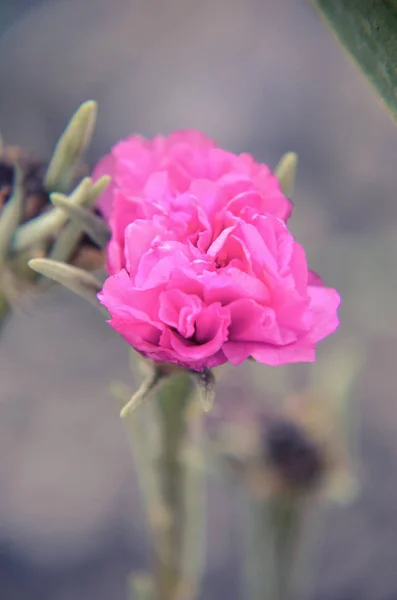 아름 답 고 화려한 Portulaca 꽃 가까이 — 스톡 사진