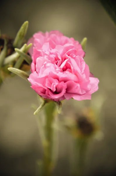 아름 답 고 화려한 Portulaca 꽃 가까이 — 스톡 사진