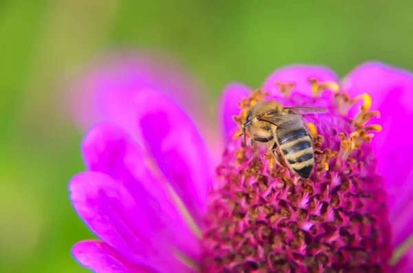 Makro Pszczoła zbierająca pyłek na ozdobny kwiat ogród — Zdjęcie stockowe