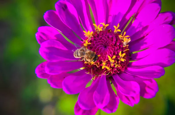 Macro d'une abeille ramassant du pollen sur une fleur de jardin décorative — Photo