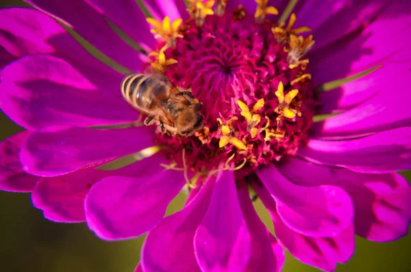装饰花园花上收集花粉的蜜蜂的宏 — 图库照片