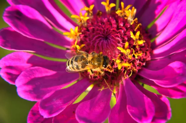 장식 정원 꽃에서 꽃가루를 수집 하는 벌의 매크로 — 스톡 사진