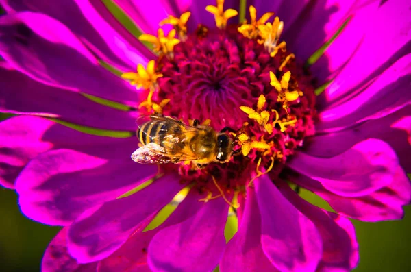 Makro včelí na dekorativní zahradní květina — Stock fotografie