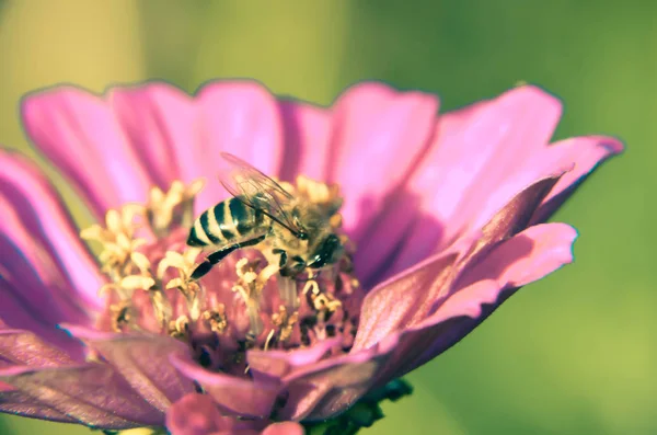 Makro včelí na dekorativní zahradní květina — Stock fotografie