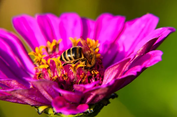 Makro včelí na dekorativní zahradní květina — Stock fotografie