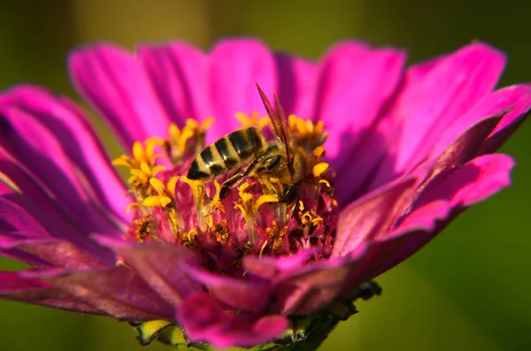 Makro včelí na dekorativní zahradní květina — Stock fotografie
