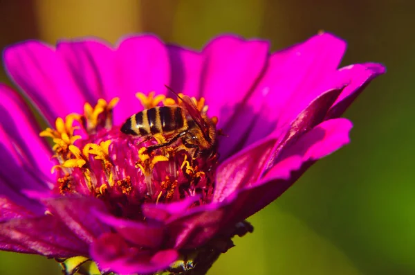 Makro včelí na dekorativní zahradní květina — Stock fotografie