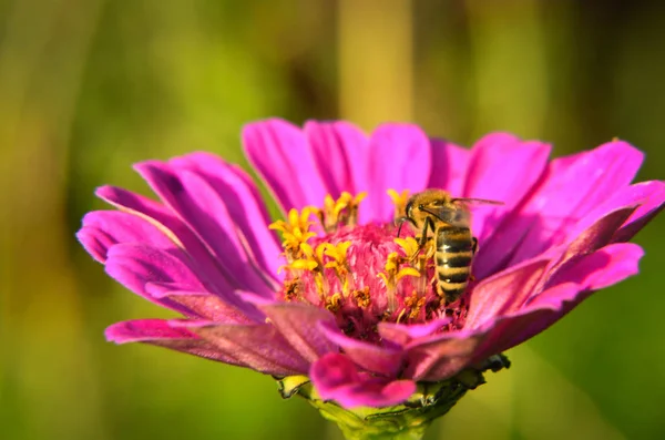 Makro Pszczoła zbierająca pyłek na ozdobny kwiat ogród — Zdjęcie stockowe