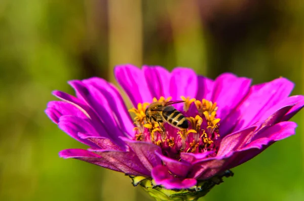 Macro de uma abelha que reúne o pólen na flor de jardim decorativa — Fotografia de Stock