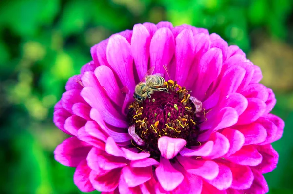 Macro de uma abelha que reúne o pólen na flor de jardim decorativa — Fotografia de Stock