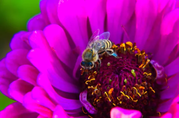 Närbild av ett bi som samlande pollen på dekorativa trädgård blomma — Stockfoto