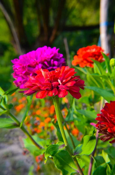 Bunte Zinnia-Blumen im Garten — Stockfoto