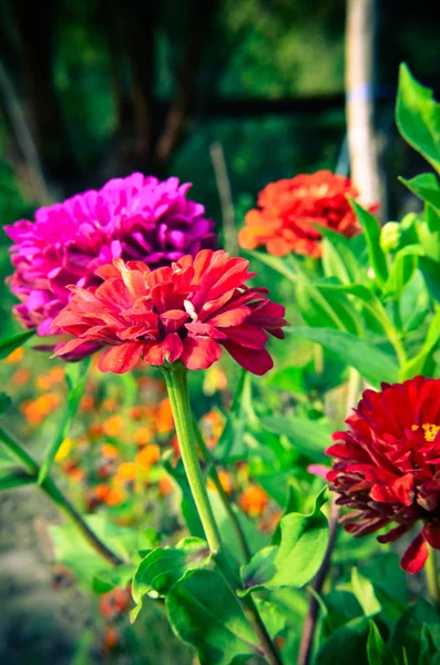 Colorful zinnia flowers in the garden — Stock Photo, Image