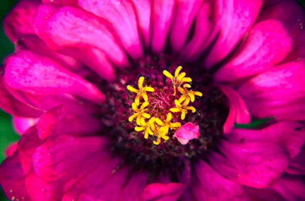 Μακροεντολή από μια μέλισσα τη συλλογή γύρης σε διακοσμητικό λουλούδι στον κήπο — Φωτογραφία Αρχείου