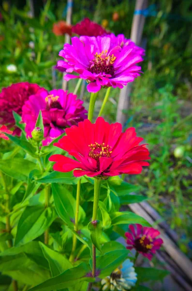 Flores zinnia coloridas no jardim — Fotografia de Stock