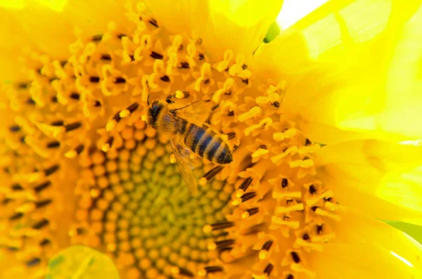 从向日葵中收集蜂蜜的蜜蜂 — 图库照片