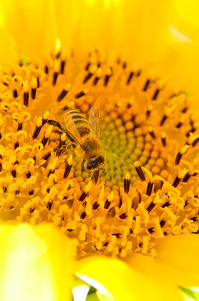 Bijen verzamelen honing uit zonnebloem — Stockfoto
