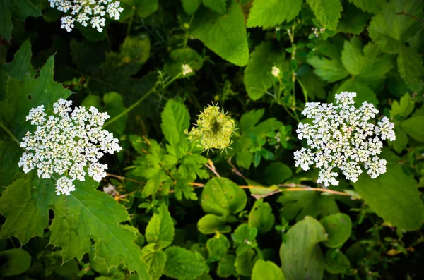 Cow Parsley Anthriscus sylvestris - white summer field flower — Stock Photo, Image