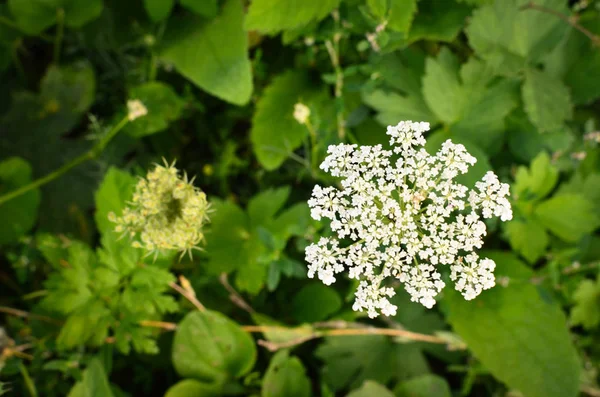 Tehén turbolya petrezselyem sylvestris - fehér nyári virág mező — Stock Fotó