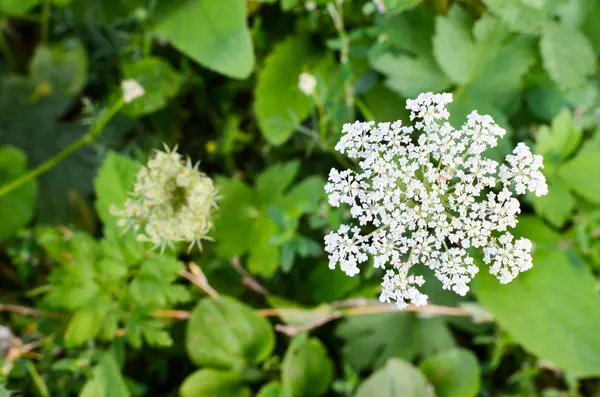 Cow Parsley Anthriscus Silvestris - квітка білого літнього поля — стокове фото