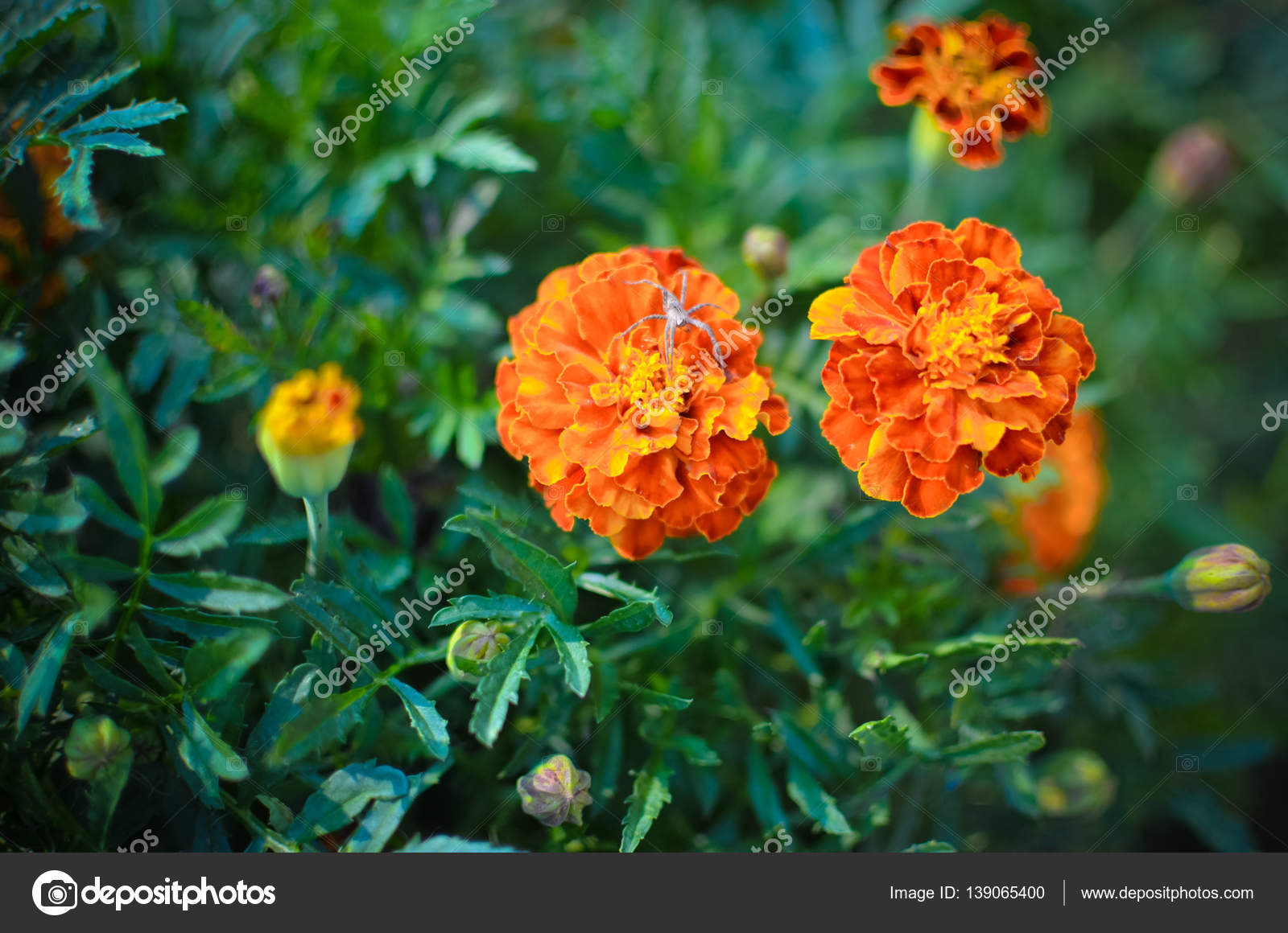Marigold Flowers In The Meadow Stock Photo Image By C Katerynka 139065400