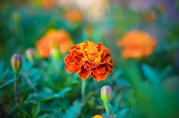 Ringelblumen blühen auf der Wiese im Sonnenlicht. Gelb im Garten — Stockfoto