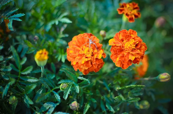 Flores de calêndula no prado — Fotografia de Stock