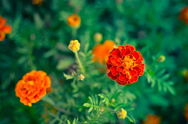 マリーゴールドの花の草原 — ストック写真