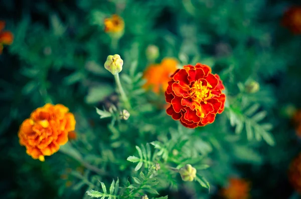Flores de calêndula no prado — Fotografia de Stock