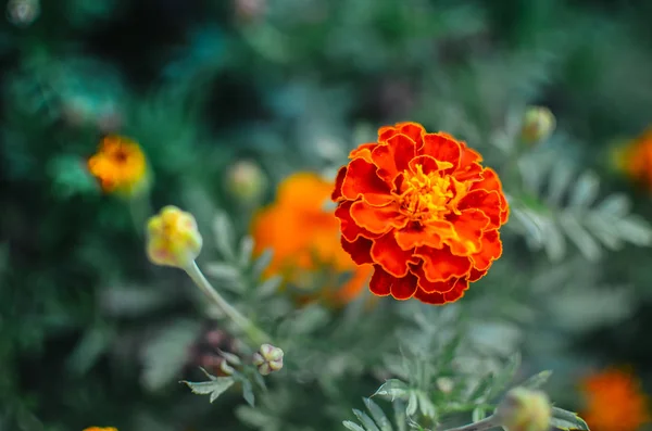 stock image Marigold flowers in the meadow