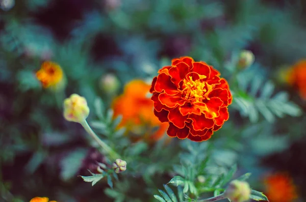 Ringelblumen auf der Wiese — Stockfoto