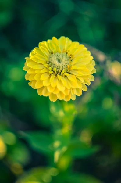 Closeup de flor zinnia amarela redonda em um jardim com folhas verdes — Fotografia de Stock