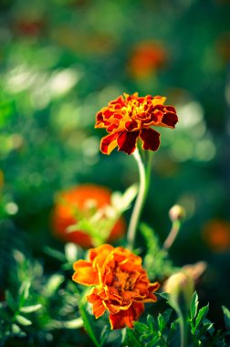 Marigold çiçek olarak çayır