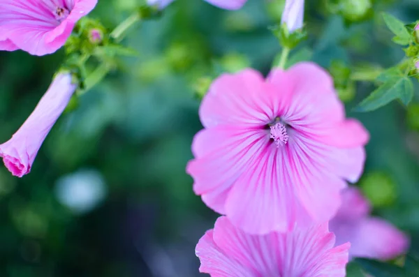 Grandi bellissimi fiori rosa di Lavatera primo piano — Foto Stock