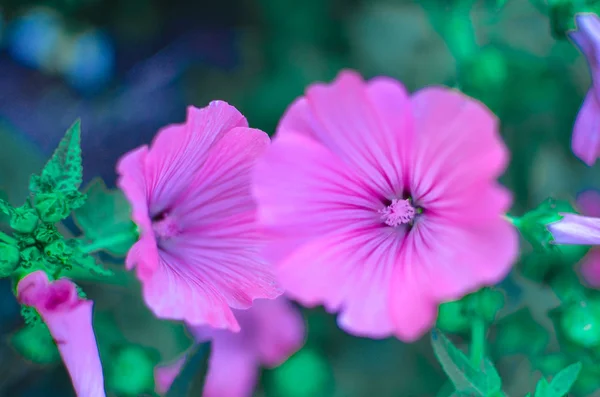 大きな美しいピンク花 oflavatera クローズ アップ — ストック写真