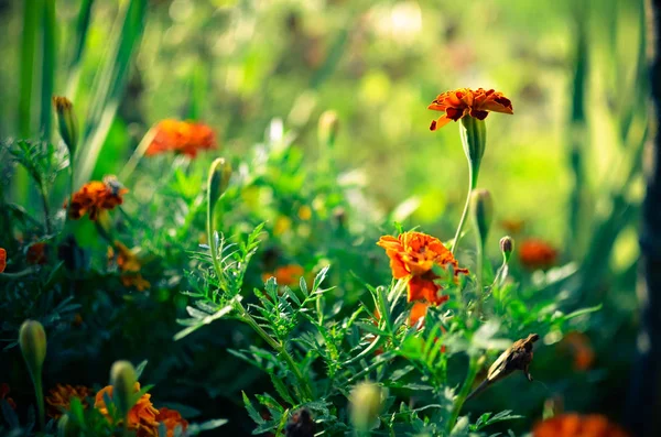 Marigold flowers in the meadow — Stock Photo, Image