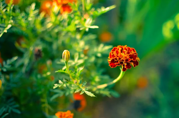 Цветы Мэриголд на лугу — стоковое фото