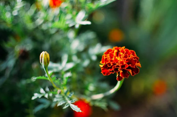 マリーゴールドの花の草原 — ストック写真