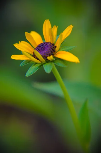 Rudbeckia "summerina" 黄色 coneflower, 也被称为黑眼苏珊 — 图库照片