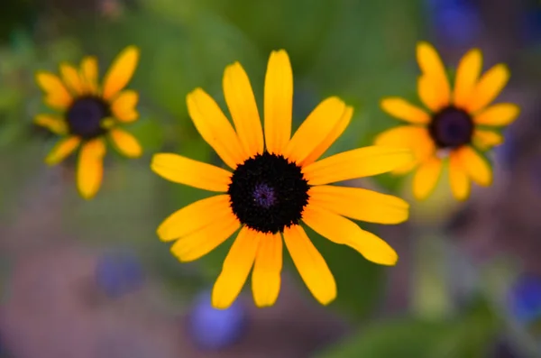 Blüten der Rudbeckia aus nächster Nähe — Stockfoto